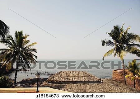 Palm trees on the beach, Goa, India View Large Photo Image Stock Image - Palm trees on the beach, Goa, India. Fotosearch