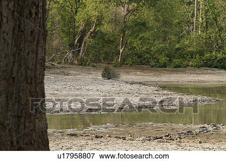 Stock Photo - Peacock in a forest, Jim Corbett National Park, Nainital, Uttarakhand, India. Fotosearch