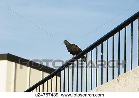 Pigeon on the railing of a house, Tirupati, Andhra Pradesh, India View Large Photo Image Stock Photo - Pigeon on the railing of a house, Tirupati, Andhra Pradesh, India. Fotosearch