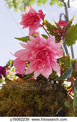 Stock Photo - Pink flowers on a plant. Fotosearch