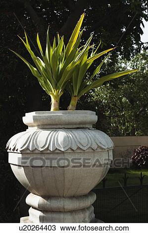 Plants in urn in a garden, New Delhi, India View Large Photo Image Stock Image - Plants in urn in a garden, New Delhi, India. Fotosearch