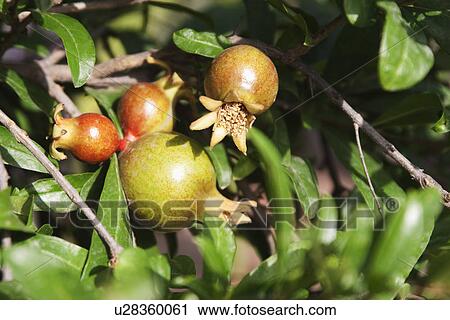 Stock Image - Pomegranate growing on plants, Garden of Five Senses, Saidul Ajaib, New Delhi, India. Fotosearch