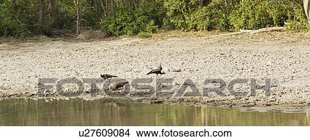 Pond in a forest, Jim Corbett National Park, Nainital, Uttarakhand, India View Large Photo Image Picture - Pond in a forest, Jim Corbett National Park, Nainital, Uttarakhand, India. Fotosearch