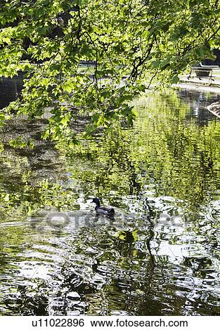 Stock Photograph - Pond in a park, St Stephen's Green, Dublin, Republic of Ireland. Fotosearch