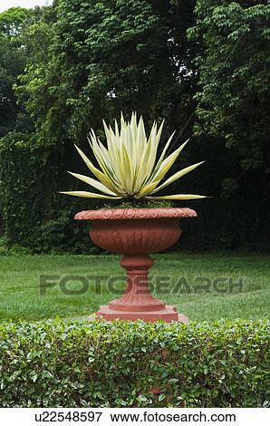 Stock Photo - Potted plant in a botanical garden, Lal Bagh Botanical Garden, Bangalore, Karnataka, India. Fotosearch