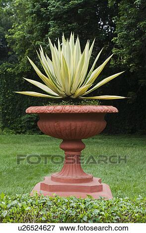 Stock Photo - Potted plant in a botanical garden, Lal Bagh Botanical Garden, Bangalore, Karnataka, India. Fotosearch