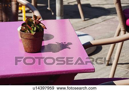 Stock Photo - Potted plant on the table of a cafe, Scheveningen, The Hague, Netherlands. Fotosearch