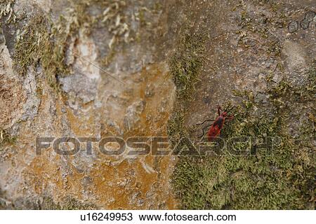 Stock Image - Red Milkweed beetle on a tree bark. Fotosearch