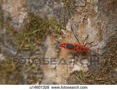 Stock Photo - Red Milkweed beetle on a tree bark. Fotosearch