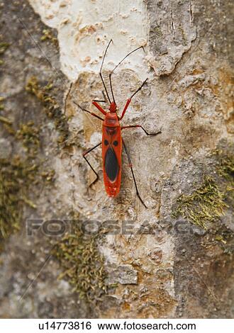 Red Milkweed beetle on a tree bark View Large Photo Image Stock Photograph - Red Milkweed beetle on a tree bark. Fotosearch