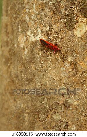 Stock Photograph - Red Milkweed beetle on a tree bark. Fotosearch
