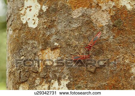 Red Milkweed beetles on a tree bark View Large Photo Image Stock Image - Red Milkweed beetles on a tree bark. Fotosearch