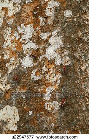 Red Milkweed beetles on a tree bark View Large Photo Image Stock Photo - Red Milkweed beetles on a tree bark. Fotosearch