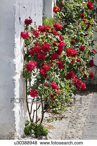 Stock Photo - Roses on plants, Adare, County Limerick, Republic of Ireland. Fotosearch