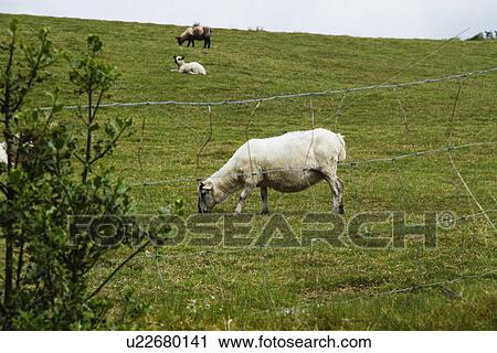 Stock Image - Sheep and cows grazing on a hill, Killarney National Park, Killarney, County Kerry, Republic of Ireland. Fotosearch