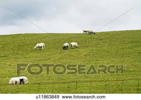 Sheep and cows grazing on a hill, Killarney National Park, Killarney, County Kerry, Republic of Ireland View Large Photo Image Stock Photo - Sheep and cows grazing on a hill, Killarney National Park, Killarney, County Kerry, Republic of Ireland. Fotosearch