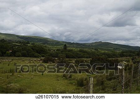 Sheep grazing on a hill, Killarney National Park, Killarney, County Kerry, Republic of Ireland View Large Photo Image Stock Photography - Sheep grazing on a hill, Killarney National Park, Killarney, County Kerry, Republic of Ireland. Fotosearch