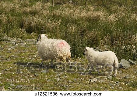 Sheep in a national park, Killarney National Park, Killarney, County Kerry, Republic of Ireland View Large Photo Image Stock Photograph - Sheep in a national park, Killarney National Park, Killarney, County Kerry, Republic of Ireland. Fotosearch
