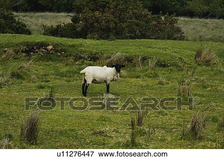 Sheep standing on a hill, Killarney National Park, Killarney, County Kerry, Republic of Ireland View Large Photo Image Stock Photo - Sheep standing on a hill, Killarney National Park, Killarney, County Kerry, Republic of Ireland. Fotosearch