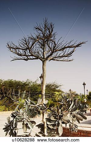 Stock Photo - Statues of plants in a garden, Garden of Five Senses, Saidul Ajaib, New Delhi, India. Fotosearch