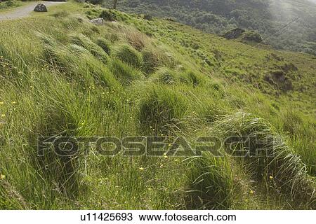 Tall grass in a national park, Killarney National Park, Killarney, Ring Of Kerry, County Kerry, Republic of Ireland View Large Photo Image Stock Image - Tall grass in a national park, Killarney National Park, Killarney, Ring Of Kerry, County Kerry, Republic of Ireland. Fotosearch
