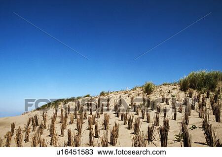 Tall grass on the beach, Scheveningen, The Hague, Netherlands View Large Photo Image Stock Image - Tall grass on the beach, Scheveningen, The Hague, Netherlands. Fotosearch