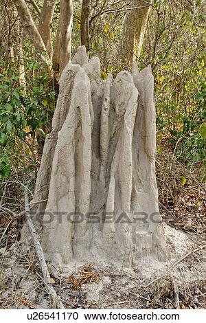 Stock Image - Termite mound in a forest, Jim Corbett National Park, Nainital, Uttarakhand, India. Fotosearch