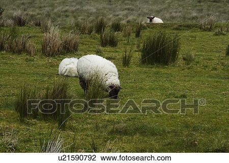 Three sheep grazing on a hill, Killarney National Park, Killarney, County Kerry, Republic of Ireland View Large Photo Image Stock Image - Three sheep grazing on a hill, Killarney National Park, Killarney, County Kerry, Republic of Ireland. Fotosearch