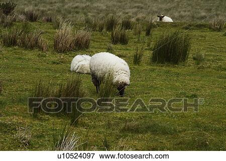Stock Photo - Three sheep grazing on a hill, Killarney National Park, Killarney, County Kerry, Republic of Ireland. Fotosearch