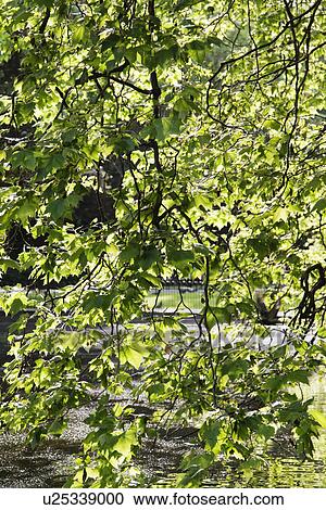 Tree over a pond in a park, St Stephen's Green, Dublin, Republic of Ireland View Large Photo Image Stock Image - Tree over a pond in a park, St Stephen's Green, Dublin, Republic of Ireland. Fotosearch