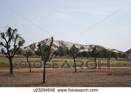 Tree with a mountain range, Ahmedabad, Gujarat, India View Large Photo Image Stock Photograph - Tree with a mountain range, Ahmedabad, Gujarat, India. Fotosearch