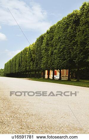 Stock Image - Treelined along a walkway, Chateau de Versailles, Versailles, Paris, France. Fotosearch