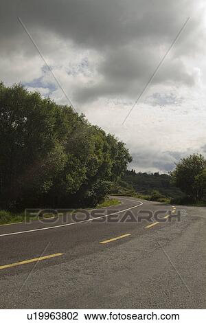 Stock Image - Trees at the roadside, Tralee, Ring Of Kerry, County Kerry, Republic of Ireland. Fotosearch