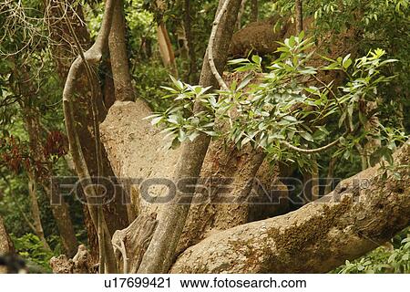 Stock Image - Trees in a forest, Jim Corbett National Park, Nainital, Uttarakhand, India. Fotosearch