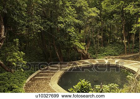 Stock Photo - Trees in a forest, Jim Corbett National Park, Nainital, Uttarakhand, India. Fotosearch