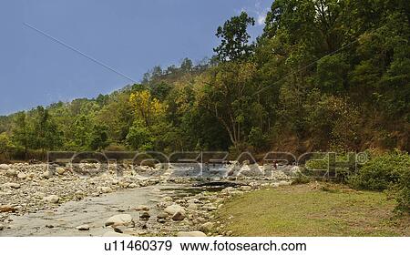 Trees in a forest, Jim Corbett National Park, Nainital, Uttarakhand, India View Large Photo Image Stock Photo - Trees in a forest, Jim Corbett National Park, Nainital, Uttarakhand, India. Fotosearch