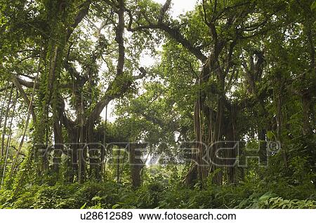 Stock Photo - Trees in a forest, Kolkata, West Bengal, India. Fotosearch