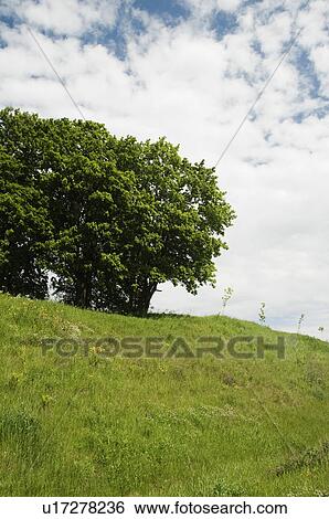 Trees on a hill, Cesky Krumlov, South Bohemian Region, Czech Republic View Large Photo Image Stock Photograph - Trees on a hill, Cesky Krumlov, South Bohemian Region, Czech Republic. Fotosearch