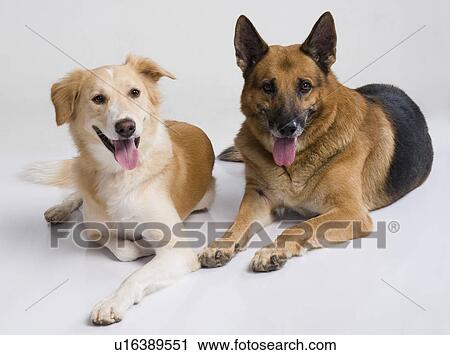 Two dogs sitting together View Large Photo Image Stock Image - Two dogs sitting together. Fotosearch