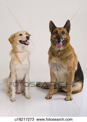Two dogs sitting together View Large Photo Image Stock Image - Two dogs sitting together. Fotosearch
