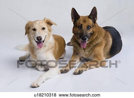 Two dogs sitting together View Large Photo Image Stock Photo - Two dogs sitting together. Fotosearch