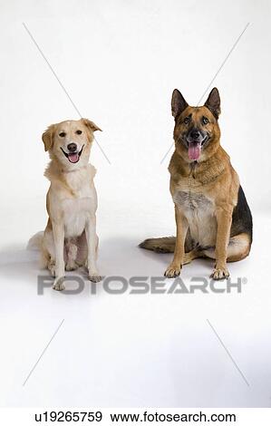 Stock Photo - Two dogs sitting together. Fotosearch