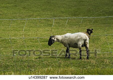 Stock Photo - Two sheep grazing on a hill, Killarney National Park, Killarney, County Kerry, Republic of Ireland. Fotosearch