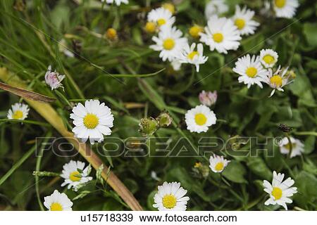 White daisy flowers on a plant View Large Photo Image Stock Photo - White daisy flowers on a plant. Fotosearch
