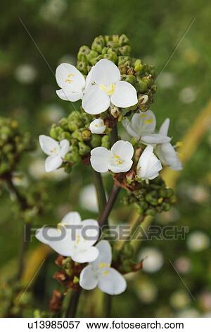 Stock Photo - White Trillium flowers on a plant. Fotosearch