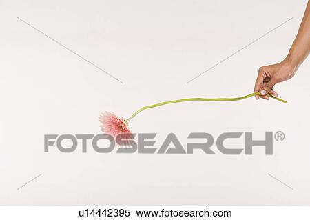 Woman holding a daisy flower View Large Photo Image Stock Photography - Woman holding a daisy flower. Fotosearch
