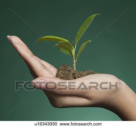 Stock Image - Woman's hand holding a seedling. Fotosearch