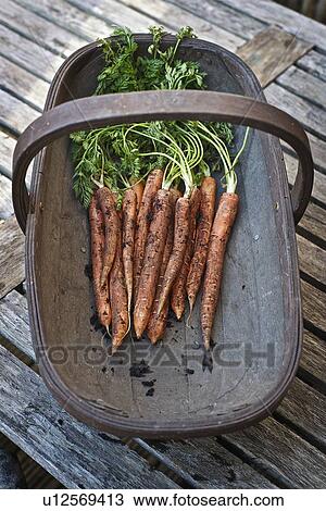 Stock Image - Basket of fresh carrots. Fotosearch