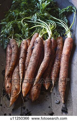 Basket of fresh carrots View Large Photo Image Stock Photograph - Basket of fresh carrots. Fotosearch