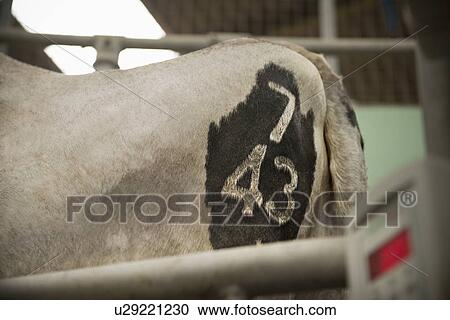 Close up of brand on cows hind View Large Photo Image Stock Image - Close up of brand on cows hind. Fotosearch